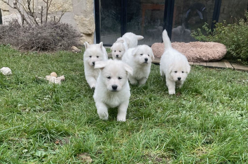 chiot Berger Blanc Suisse Du Hameau De Cuze