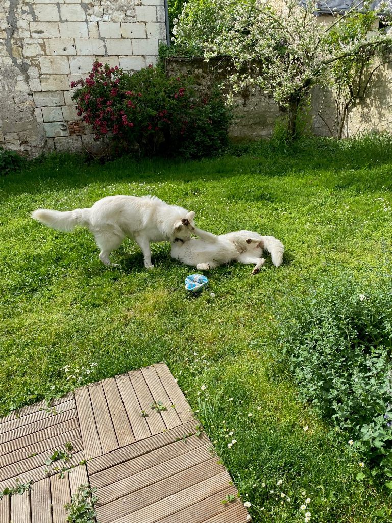 Satie et Sirius